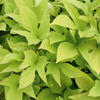 'Sweet Caroline Light Green' Sweet Potato Vine -Ipomoea batatas