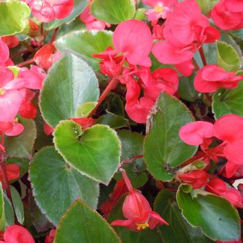 Big&trade; 'Red Green Leaf' -Begonia x benariensis