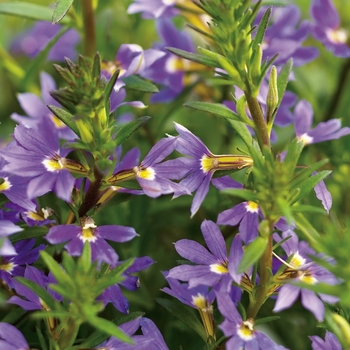 Whirlwind&reg; 'Blue' -Scaevola aemula (Fan Flower)