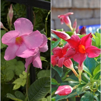 Mandevilla -Mandevilla sanderi