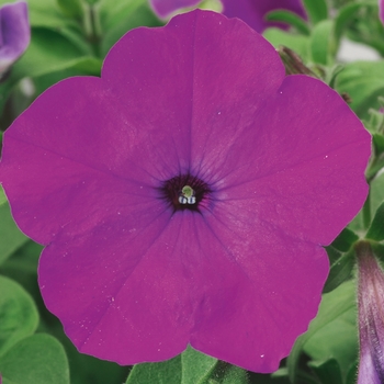 Hurrah&trade; 'Lavender Tie Dye' -Petunia multiflora
