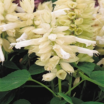 Vista&trade; 'White' -Salvia splendens (Scarlet Sage)