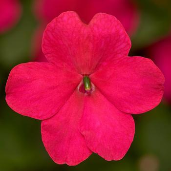 Imara&trade; 'XDR Rose' -Impatiens walleriana