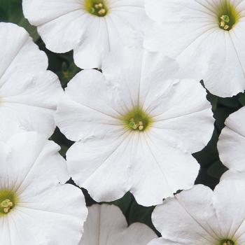 Madness&reg; 'White' -Petunia 