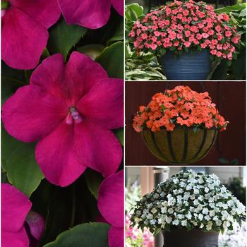 Beacon&trade; 'Series' -Impatiens walleriana