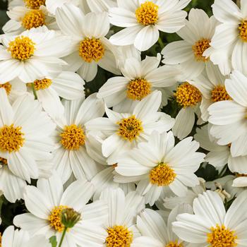 Campfire&reg; Marshmallow&trade; -Bidens