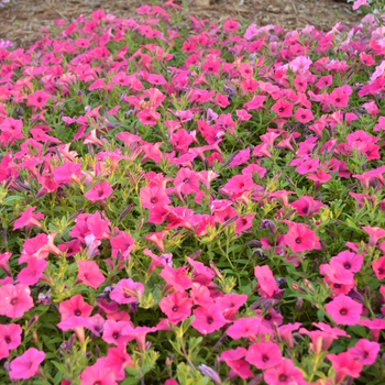 Supertunia Vista&reg; 'Fuchsia' -Petunia 