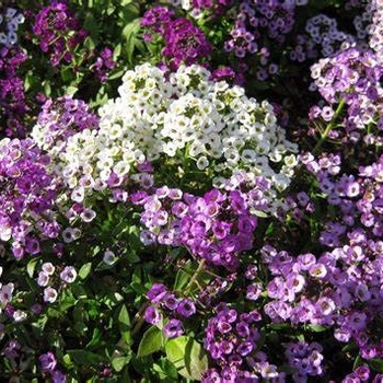 'Silver Stream&trade;' Alyssum -Lobularia 