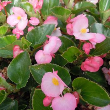 Big&trade; 'Pink Green Leaf' -Begonia x benariensis