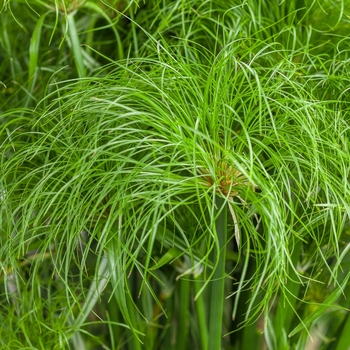 Graceful Grasses&reg; 'Prince Tut&trade;' -Cyperus papyrus (Dwarf Egyptian Papyrus)
