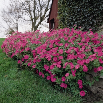 Tidal Wave&reg; 'Hot Pink' -Petunia 