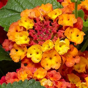 Bandolero&trade; Guava -Lantana camara