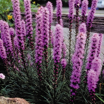 Gayfeather -Liatris spicata