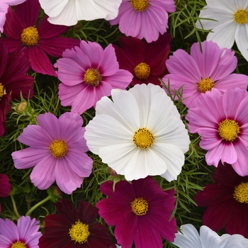 Sonata&trade; 'Mix' -Cosmos bipinnatus