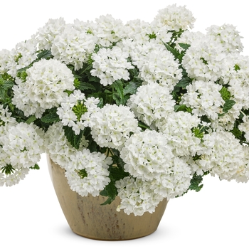 Superbena&reg; 'Whiteout&trade;' -Verbena 