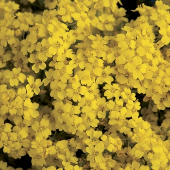 Summit&trade; Basket of Gold -Aurinia saxatilis