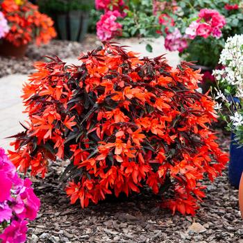 Bossa Nova&reg; 'Night Fever Papaya' -Begonia boliviensis