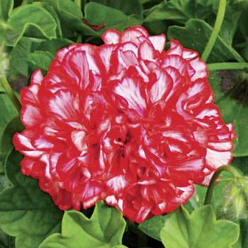 Ivy League&trade; 'Arctic Red' -Pelargonium peltatum (Ivy Geranium)