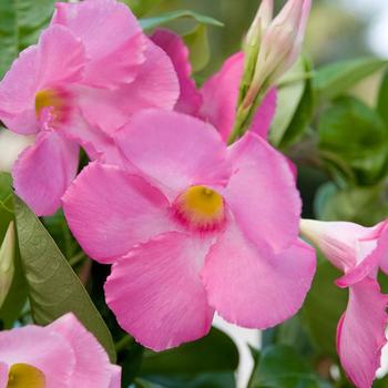 Sun Parasol&reg; 'Giant Pink' -Mandevilla 