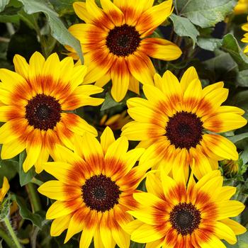 Suncredible&reg; 'Saturn&trade;' -Helianthus (Sunflower)