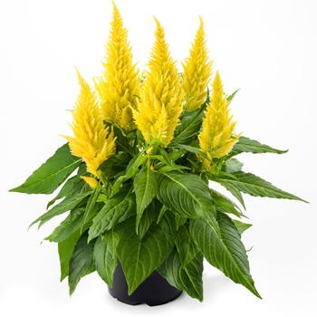 Kelos&reg; Fire Yellow -Celosia spicata (Cockscomb)