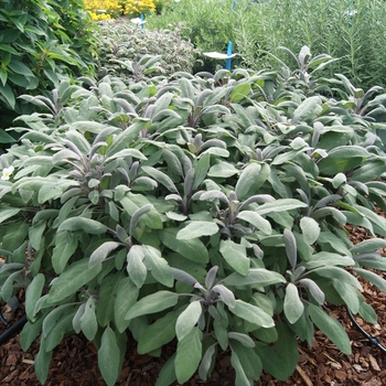 Garden Sage -Salvia officinalis
