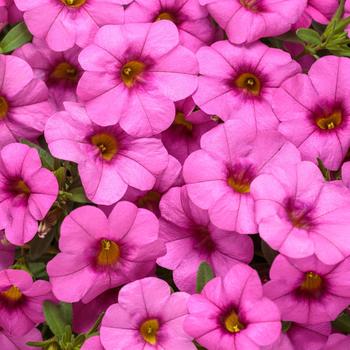 Superbells&reg; Pink -Calibrachoa 