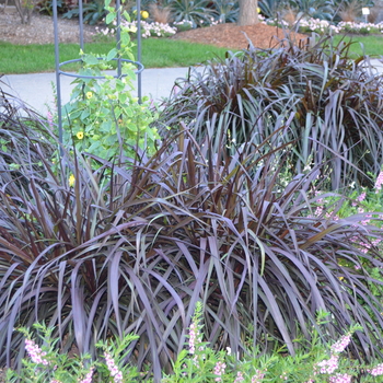 Graceful Grasses&reg; 'Vertigo&reg;' -Pennisetum purpureum (Purple Fountain Grass)