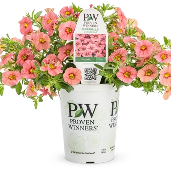 Superbells&reg; 'Coralina' -Calibrachoa 