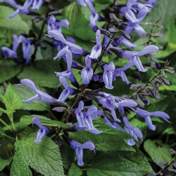 Rockin'&reg; 'Blue Suede Shoes&trade;' -Salvia 