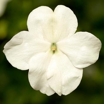 Imara&trade; 'XDR White' -Impatiens walleriana