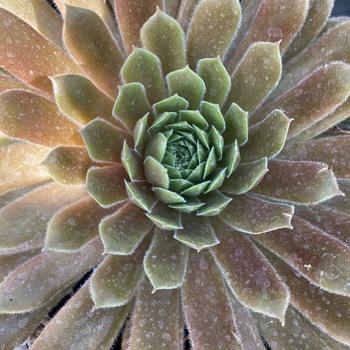 'Spring Beauty' Hen and Chicks -Sempervivum 