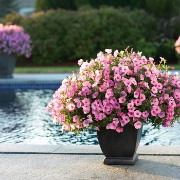 Supertunia Vista&reg; ''Bubblegum&reg;'' -Petunia 