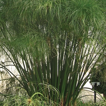 Graceful Grasses&reg; ''King Tut&reg;'' -Cyperus papyrus (Egyptian Papyrus)