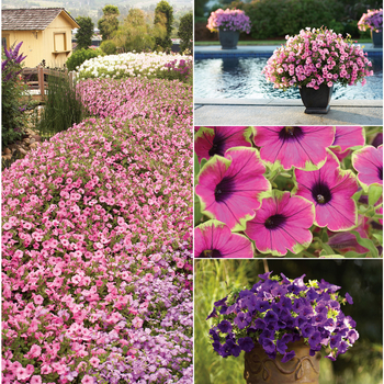 Supertunia&reg; 'Multiple Varieties' -Petunia 