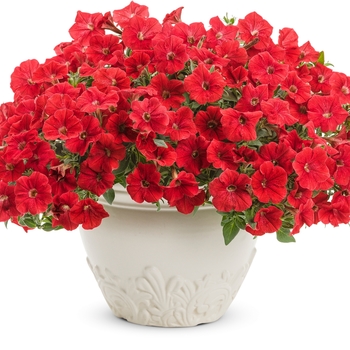 Supertunia&reg; 'Really Red' -Petunia 