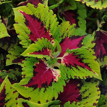 Kong&reg; 'Rose' -coleus scutellarioides