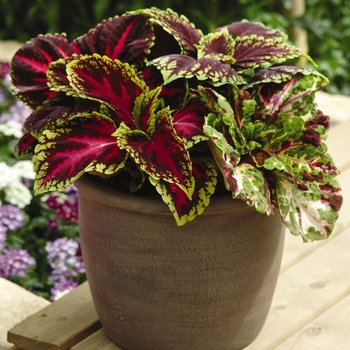 Kong&reg; 'Mosaic' -coleus scutellarioides