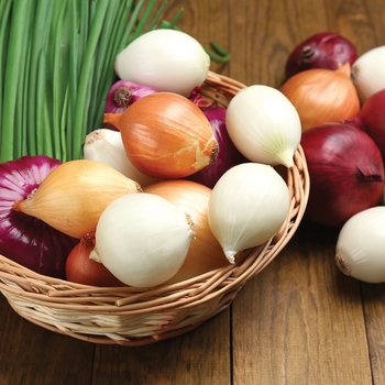'Multiple Varieties' Garden Onion -Allium cepa