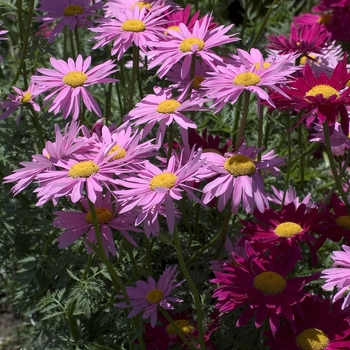 'Robinson's Mixture' Painted Daisy -Tanacetum coccineum