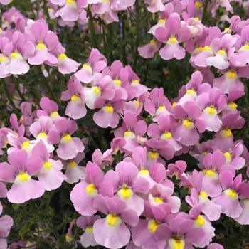 Aromance&trade; 'Pink' -Nemesia fruticans