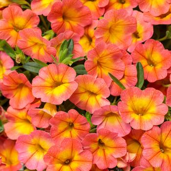 Superbells&reg; 'Coral Sun' -Calibrachoa 