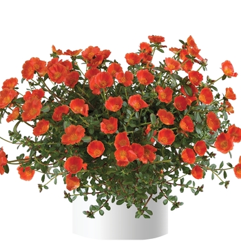 Mega Pazzaz&trade; 'Orange' -Portulaca oleracea
