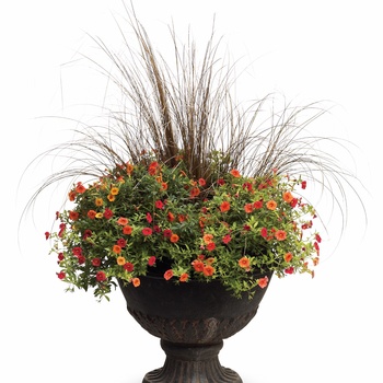 Superbells® 'Dreamsicle®' -Calibrachoa 