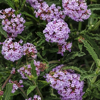 Meteor Shower&reg; -Verbena bonariensis