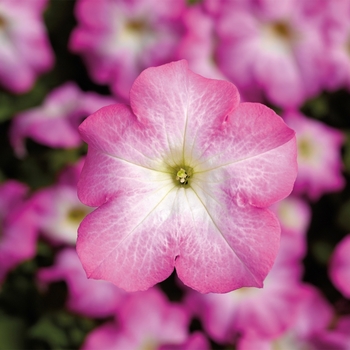 TriTunia&trade; 'Pink Morn' -Petunia grandiflora