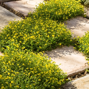 GoldDust&reg; -Mecardonia 