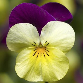 Penny&trade; 'Yellow Jump-up' -Viola cornuta (Pansy)