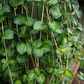 Proven Accents&reg; 'Maculata' -Vinca major (Vinca Vine)