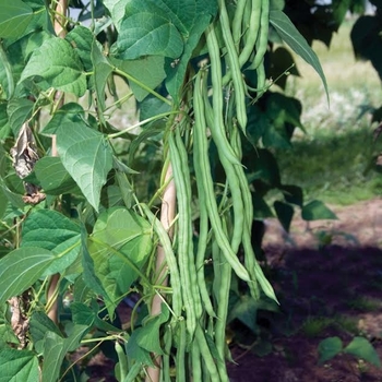 'Blue Lake Pole' Bean -Phaseolus vulgaris